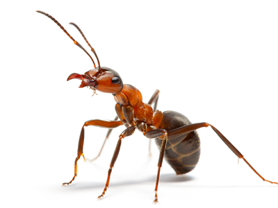 Ant image