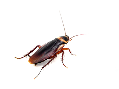 Adult Australian cockroach