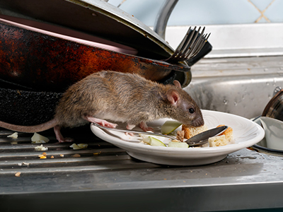 rat on plate image