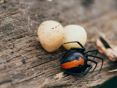 redback spider with egg sac image