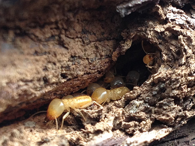 Termites in wood image