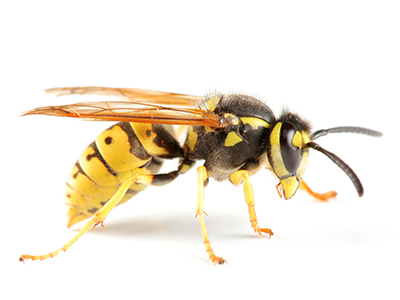 Wasps pest control