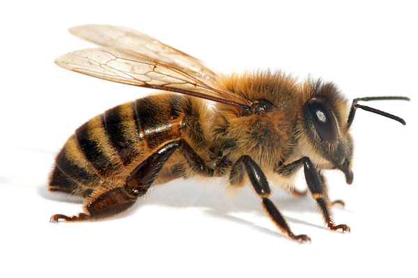 honeybee worker