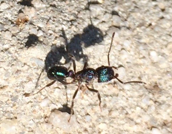 Green-head ant