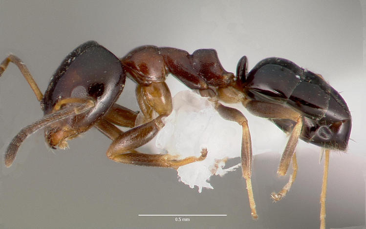 Black house ant, Ochetellus glaber